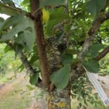 Prunus avium - Foto 4
