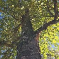 betula nigra - 1
