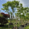 Heptacodium miconioides - Foto 4