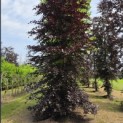 Fagus sylvatica 'Atropunicea' - 1 juni 2026