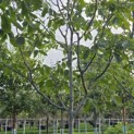 Juglans regia 'Cyril' - Foto 2