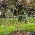 Acer palmatum 'Inaba Shidare' - Foto 1