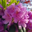 Rhododendron 'Catawbiense Grandiflorum' - Afbeelding 3
