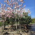 Magnolia 'Soulangeana' - eind maart 2026
