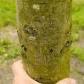 Carpinus betulus - Foto 1