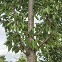 Prunus 'Sunset Boulevard' - Foto 6