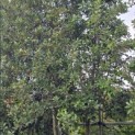 Quercus ilex - 4