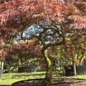 Acer palmatum 'Garnet' - 3