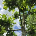 Platanus x hispanica - eind mei 2026