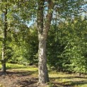 betula nigra - 1