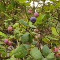 Vaccinium corymbosum 'Bluecrop' - 4