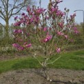Magnolia 'Susan' - 1