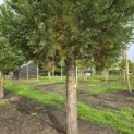 Sequoiadendron giganteum 'Glaucum' - 5
