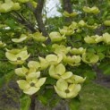 Cornus nuttallii (Venus) - Foto 1