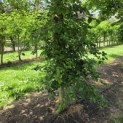 Fagus sylvatica - 3