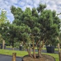 Pinus sylvestris 'Watereri' - 2