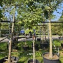 Aesculus pavia 'Atrosanguinea' - 1