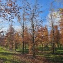 Fagus sylvatica 'Atropunicea' - 1