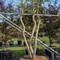 Quercus Suber - Foto 2