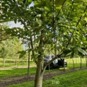Amelanchier arborea 'Robin Hill' - Foto 4