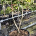 Cornus x rutban 'Aurora' - Foto 1