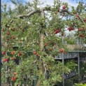 Malus domestica 'Elstar' - 5