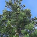 Sequoiadendron giganteum - Foto 6