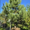 Pinus nigra subsp. Nigra - 1