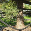 Pinus nigra subsp. Nigra - 2