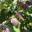 Parrotia persica - 6