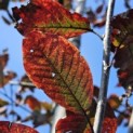Prunus padus 'Colorata' - 6