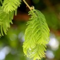 #37 Metasequoia glyptostroboides Chinesische Sumpfzypresse