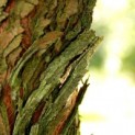 #37 Metasequoia glyptostroboides Chinesische Sumpfzypresse