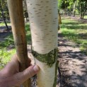 Betula utilis 'Jacquemontii' (Doorenbos) - 3
