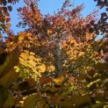 Fagus sylvatica 'Atropunicea' - 1