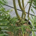 Sorbus 'Dodong' - Foto 2