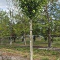 Acer rubrum 'Red Sunset' - 3