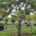 Pinus nigra 'Nigra' - Foto 6