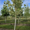 Liriodendron tulipifera 'Snowbird' - 2