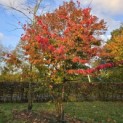 Parrotia persica 'Bella' - 1