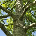 Quercus Palustris - 6