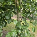 Tilia x europaea 'Euchlora' - 3
