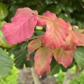 Parrotia persica - 4