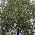 Quercus ilex - 5