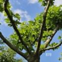 Platanus cultivar - Foto 3