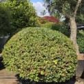 Fagus sylvatica - 2