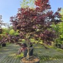 Acer palmatum 'Bloodgood' - Foto 2