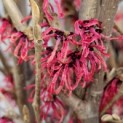 Hamamelis x intermedia 'Feuerzauber' - Foto 1