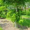 Fagus sylvatica - Afbeelding 3