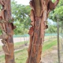 Acer griseum - Foto 3